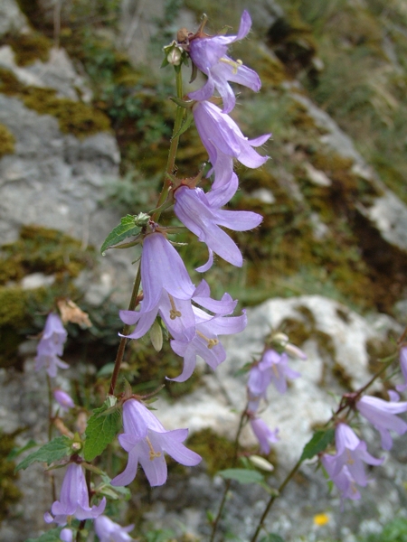 Campanula trachelium / Campanula a foglie d'' Ortica